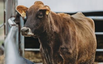 Aumentan casos de gusano barrenador en Tamaulipas