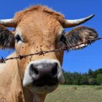 Gusano barrenador en Veracruz causa alerta en Tamaulipas