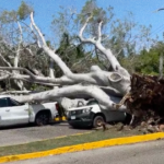 Fuertes vientos derriban árbol sobre vehículos y casa en Tampico