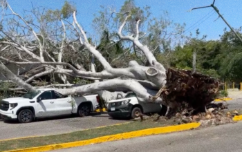 Fuertes vientos derriban árbol sobre vehículos y casa en Tampico