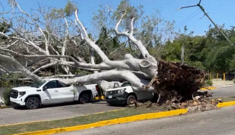 Fuertes vientos derriban árbol sobre vehículos y casa en Tampico