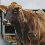 Sector ganadero mantiene producción pese a falta de lluvias