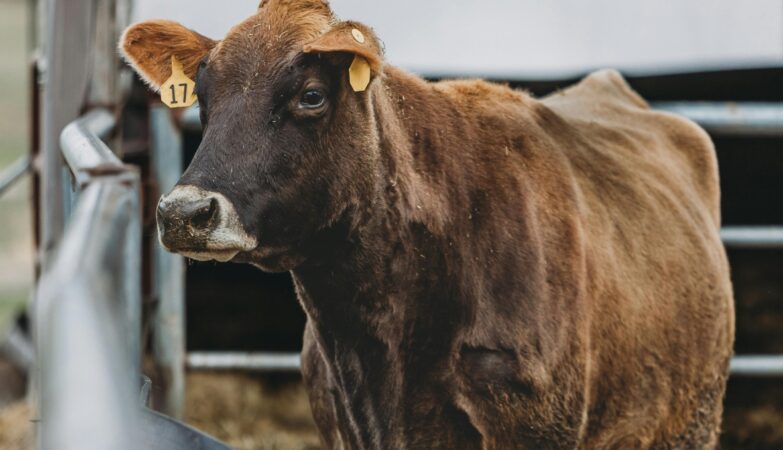 Sector ganadero mantiene producción pese a falta de lluvias