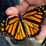 Mariposa monarca con radiotransmisor cruza de México a Texas