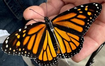 Mariposa monarca con radiotransmisor cruza de México a Texas