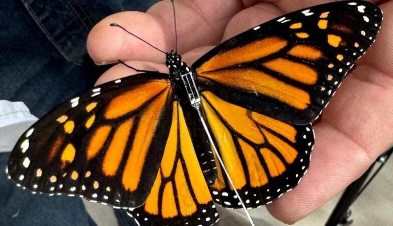 Mariposa monarca con radiotransmisor cruza de México a Texas