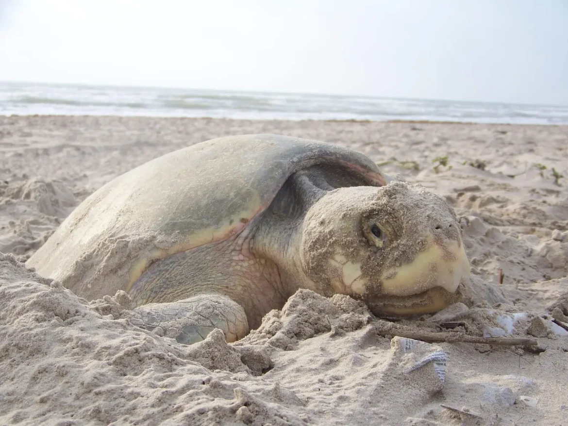 Derrame en la Sonda de Campeche pone en riesgo a la tortuga lora en Tamaulipas