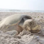 Derrame en la Sonda de Campeche pone en riesgo a la tortuga lora en Tamaulipas