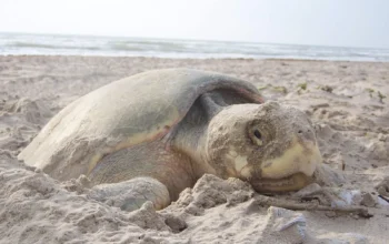Derrame en la Sonda de Campeche pone en riesgo a la tortuga lora en Tamaulipas