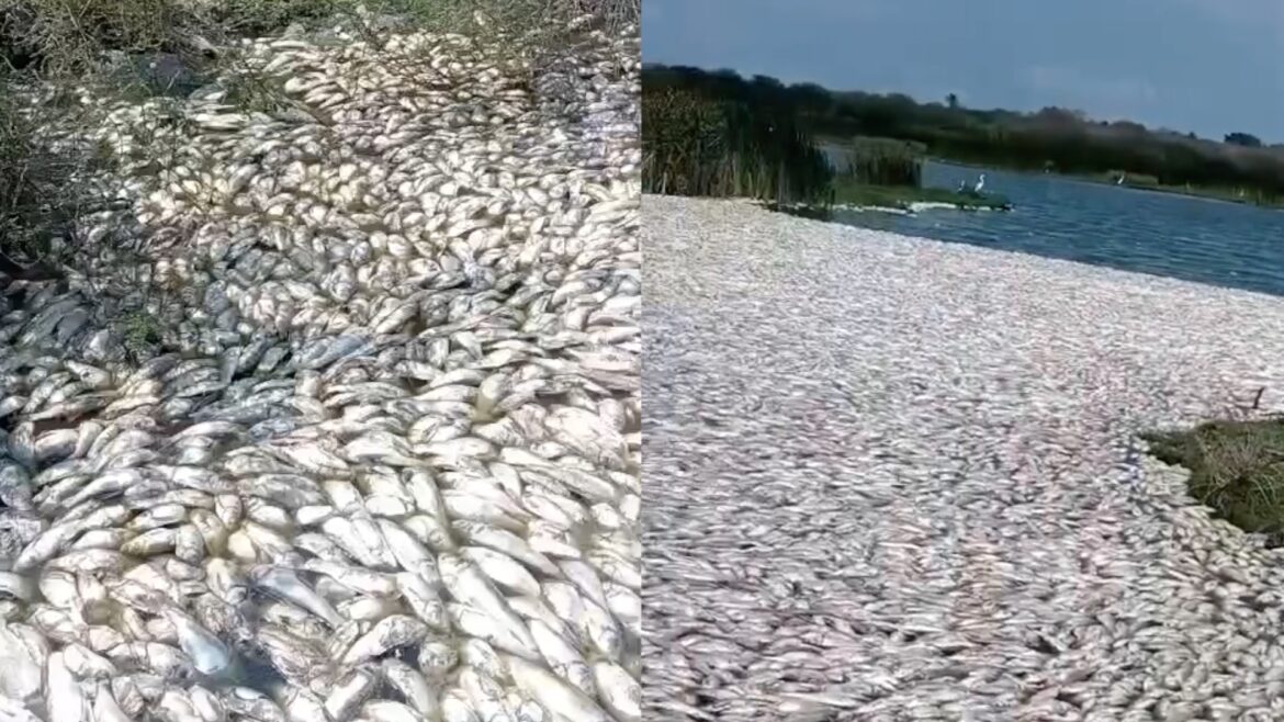 Cambios en salinidad provocan mortandad de peces en sur de Tamaulipas