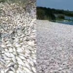 Conagua explica mortandad de peces al sur de Tamaulipas