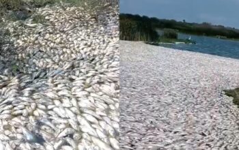 Conagua explica mortandad de peces al sur de Tamaulipas