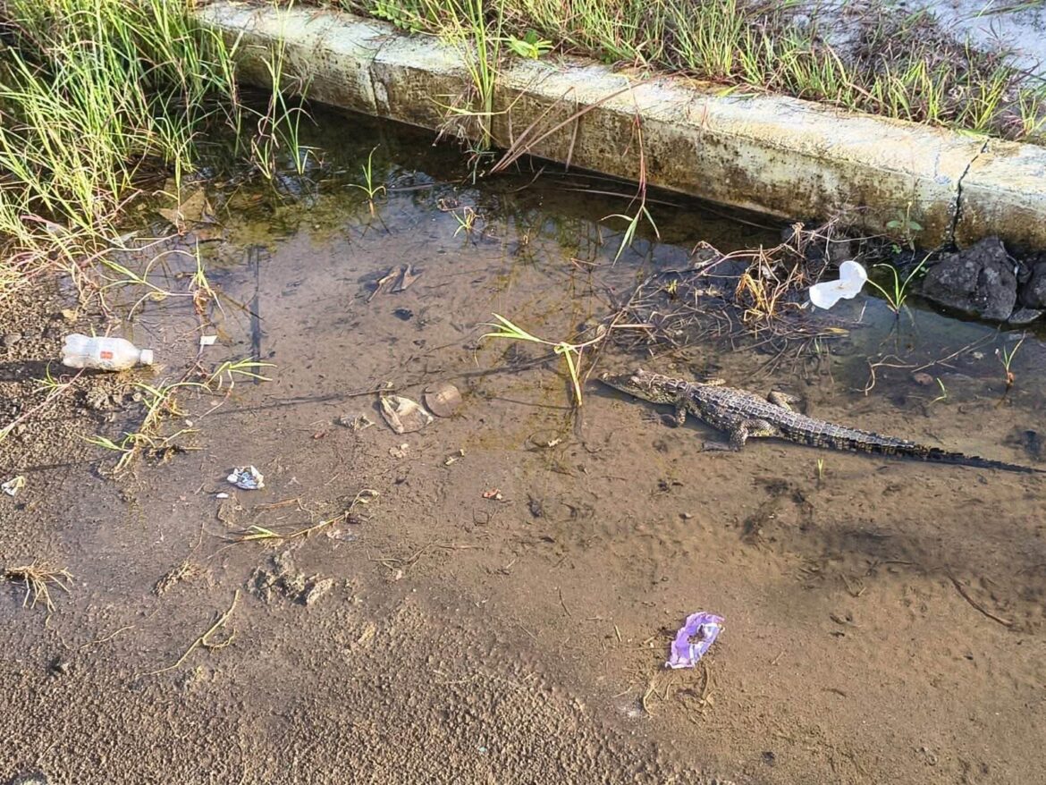 Preocupa avistamiento de cría de cocodrilo frente a primaria de Altamira
