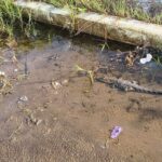 Preocupa avistamiento de cría de cocodrilo frente a primaria