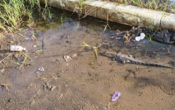 Preocupa avistamiento de cría de cocodrilo frente a primaria