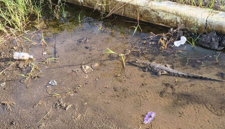 Preocupa avistamiento de cría de cocodrilo frente a primaria