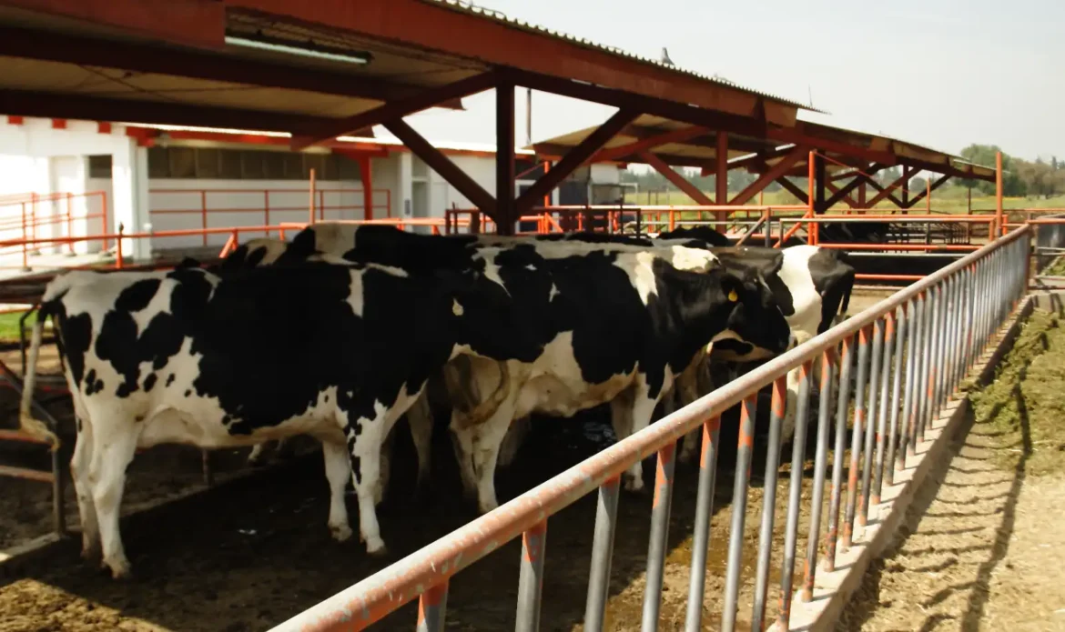 Ganaderos de Tamaulipas refuerzan prevención del gusano barrenador