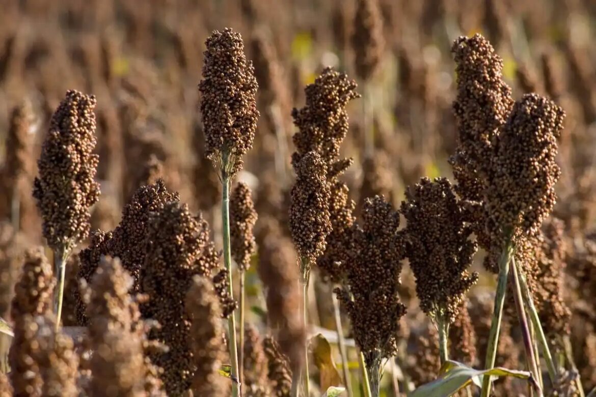 Tamaulipas conserva liderazgo en sorgo pese a la sequía