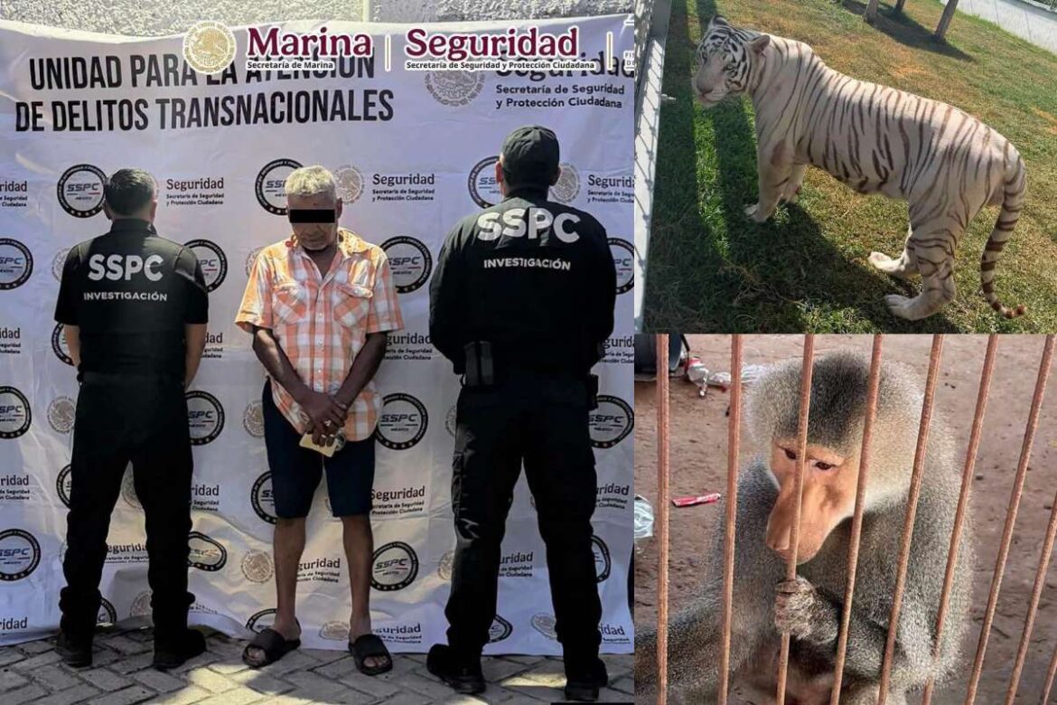 Cateos contra huachicol dejan diésel, armas y animales exóticos en Tamaulipas