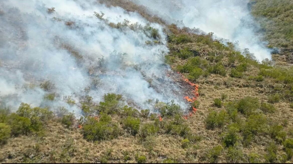Combaten incendio forestal en la Sierra de San Carlos