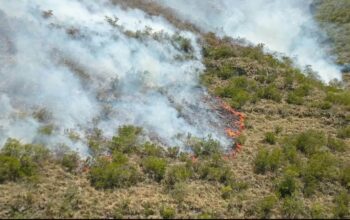 Combaten incendio forestal en la Sierra de San Carlos