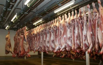 Tamaulipas prepara marca propia de carne para 2027